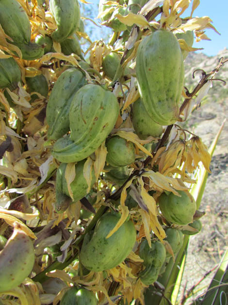 Yucca Fruit